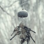 Wintervogelfütterung