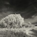 winterliches Rheinhessen